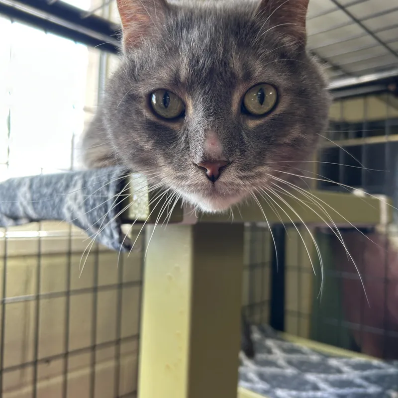 An adult medium-sized male Tabby (Gray / Blue / Silver) Domestic Short Hair cat named Chewbacca for adoption in Holland, MI