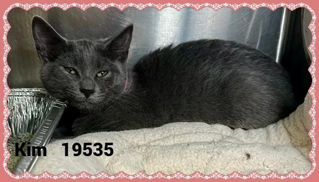 A baby small-sized female Gray & White Domestic Short Hair cat named Kim for adoption in Marietta, GA