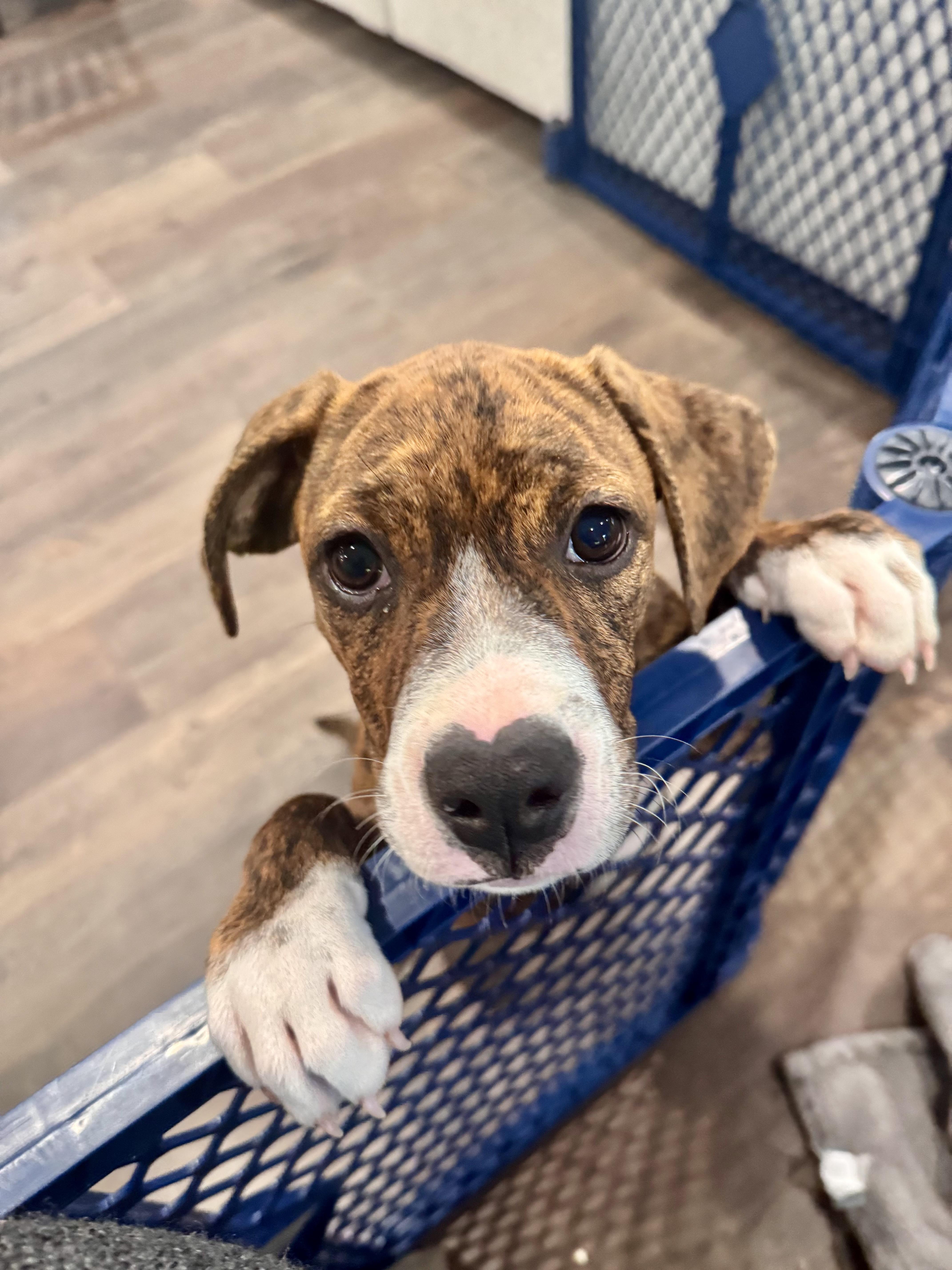 A baby medium-sized female Brindle Terrier dog named Sassy for adoption in Seale, AL