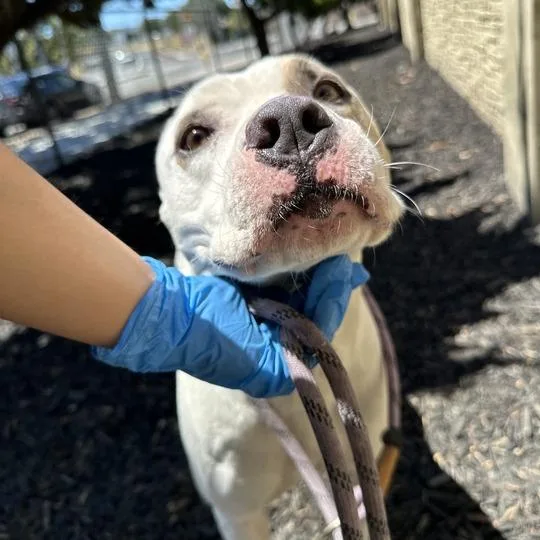 An adult large-sized male White / Cream Pit Bull Terrier dog named Obi for adoption in Turlock, CA