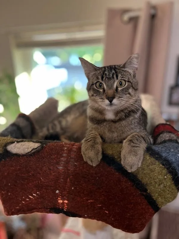 An adult medium-sized female Tabby (Brown / Chocolate) Domestic Short Hair cat named Franny Mae for adoption in Arlington, WA