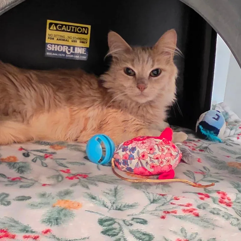 An adult medium-sized female Buff / Tan / Fawn Domestic Medium Hair cat named Peaches for adoption in Port Angeles, WA