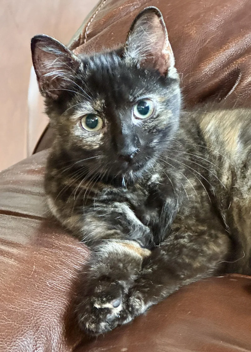 A baby medium-sized female Domestic Short Hair cat named Nova for adoption in Oviedo, FL