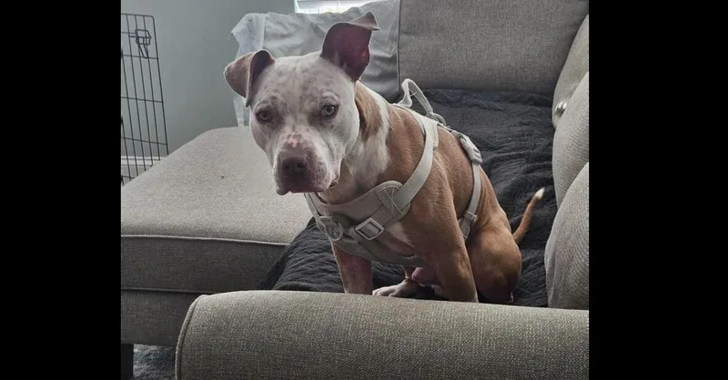 Tater Tot thumbnail 2