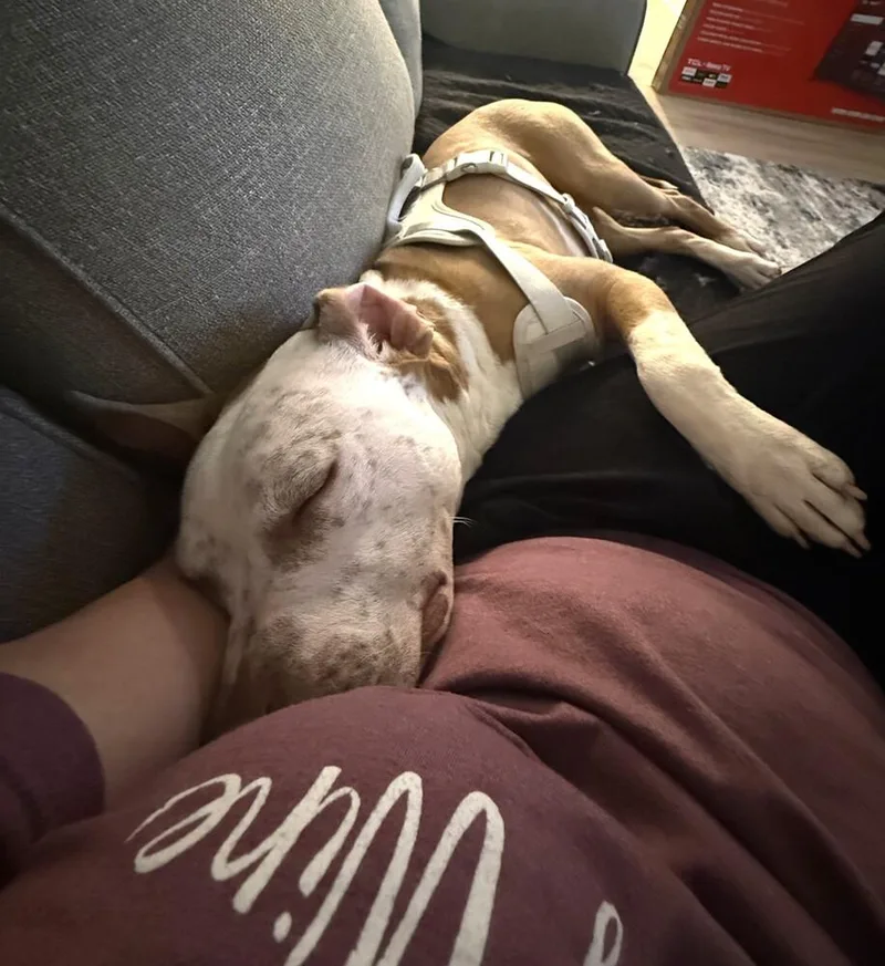 Tater Tot thumbnail 3