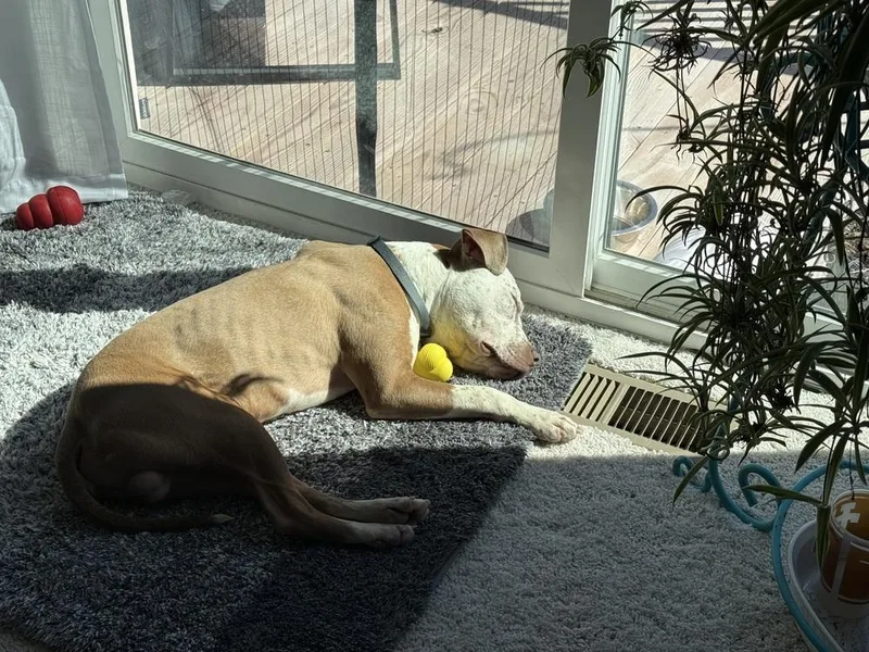 Tater Tot thumbnail 4