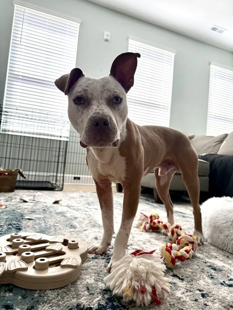 Tater Tot thumbnail 6