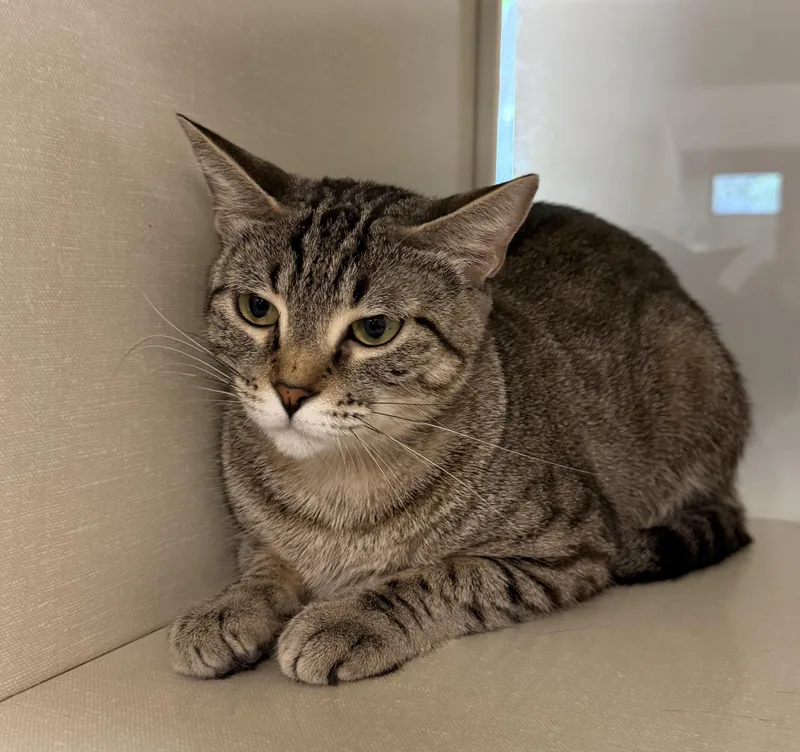 A young medium-sized female Tabby (Gray / Blue / Silver) Domestic Short Hair cat named Molly O'Shea for adoption in Slidell, LA
