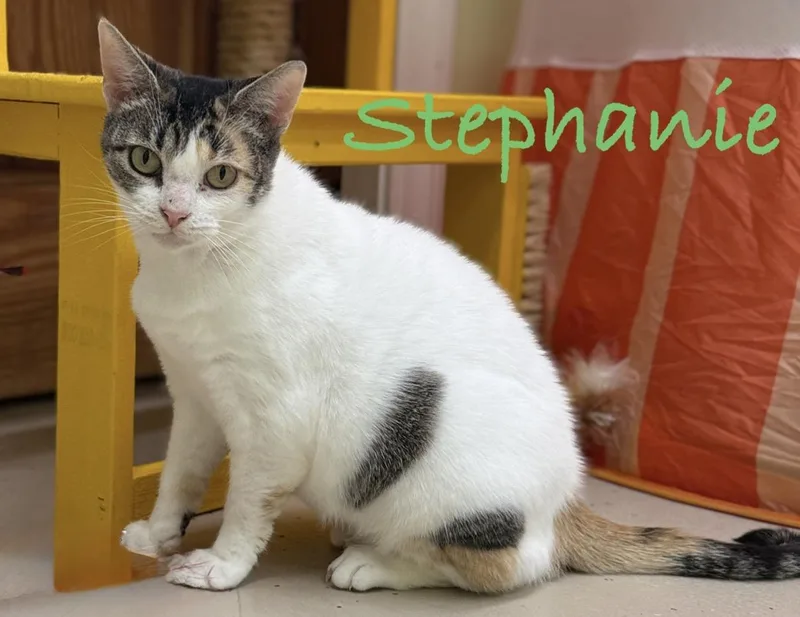 An adult medium-sized female Domestic Short Hair cat named Stephanie for adoption in Pawleys Island, SC