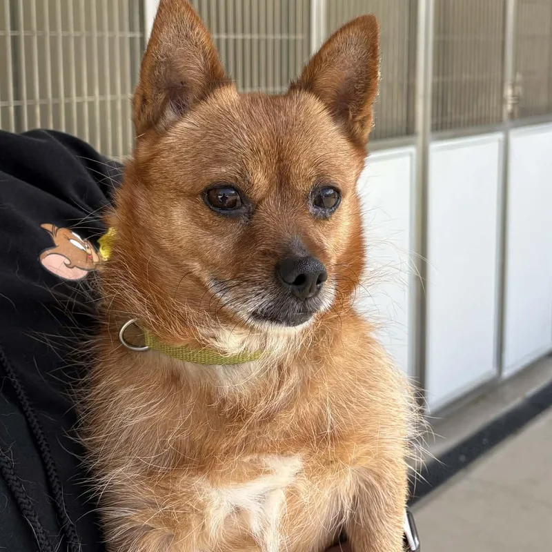 An adult small-sized male Chihuahua dog named Max for adoption in Enfield, CT