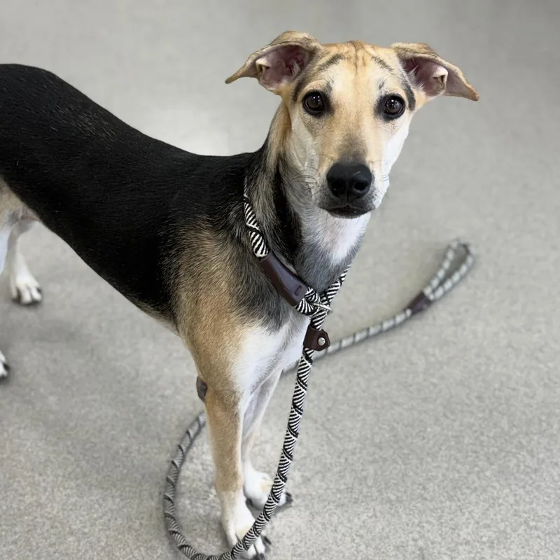 An adult medium-sized female Tricolor (Brown, Black, & White) Mixed Breed dog named Betsy for adoption in Eatontown, NJ