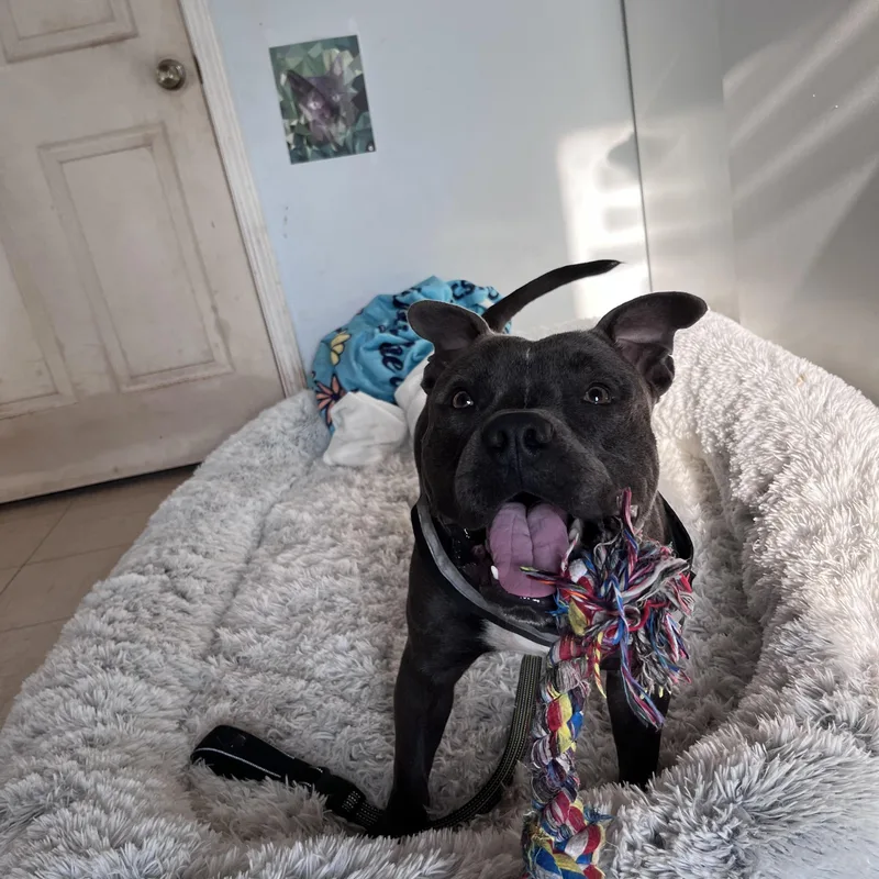 An adult medium-sized male Pit Bull Terrier dog named Brutus for adoption in Guthrie, OK
