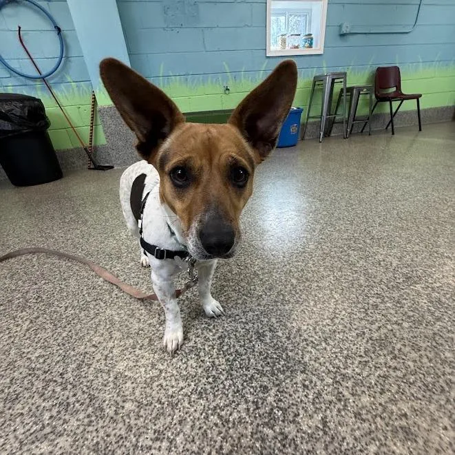 An adult small-sized female Brown / Chocolate Jack Russell Terrier dog named Sweetie for adoption in Falls Church, VA