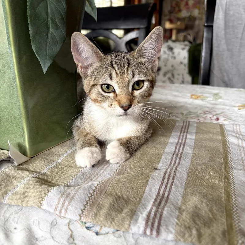 A baby small-sized female Brown / Chocolate Domestic Short Hair cat named Danika for adoption in Pacific Palisades, CA