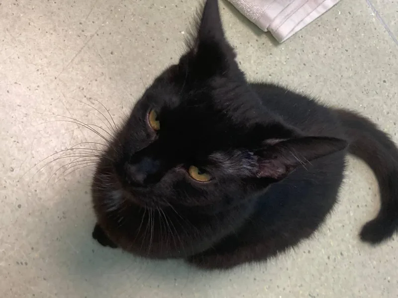 A young medium-sized male Black Domestic Short Hair cat named Cooper for adoption in Cincinnati, OH