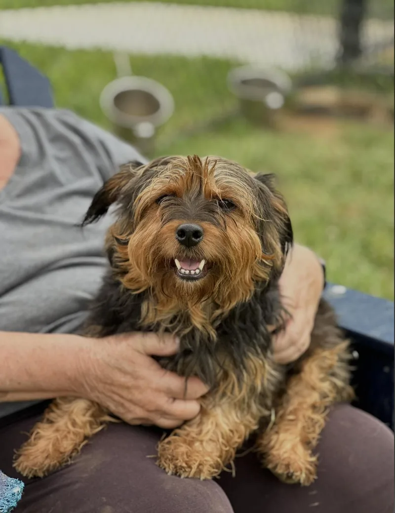 A young small-sized female Norwich Terrier dog named Christie for adoption in Chester Springs, PA