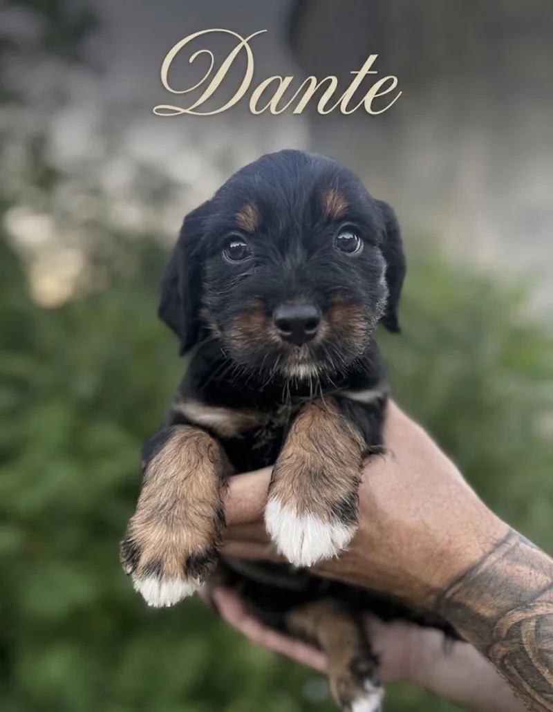 Dante thumbnail 2