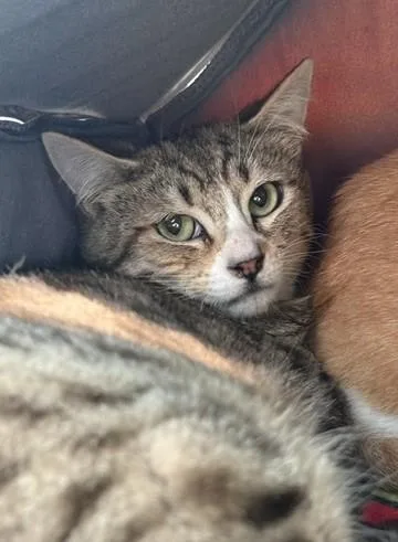 An adult medium-sized male Domestic Short Hair cat named Almond for adoption in Sultan, WA