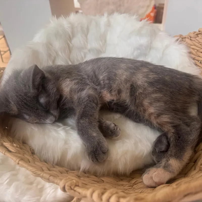 Coconut thumbnail 3