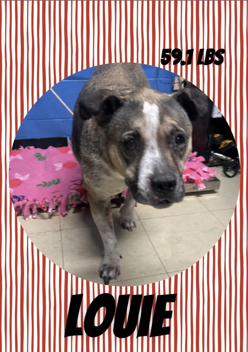 A senior medium-sized male Tricolor (Brown, Black, & White) Pit Bull Terrier dog named Louie for adoption in McArthur, OH