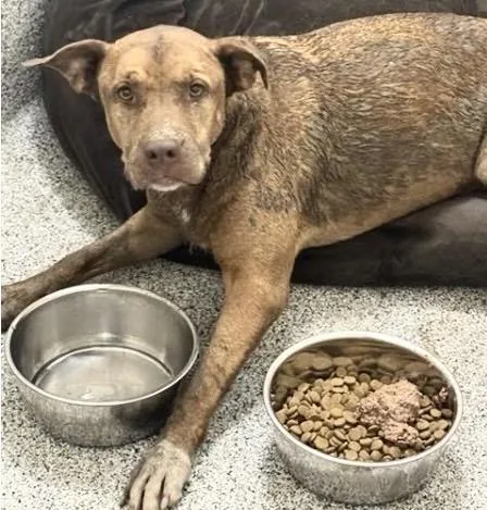 An adult medium-sized female Pit Bull Terrier dog named Vicky for adoption in Houston, TX