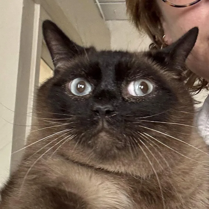 An adult extra large-sized male Seal Point Siamese cat named Yoo Hoo for adoption in Richmond, VA