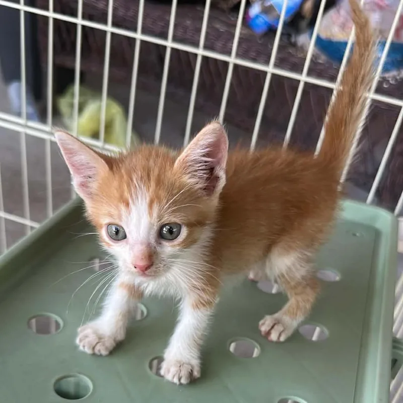 A baby small-sized male Orange / Red Domestic Short Hair cat named Paprika Pants for adoption in Boerne, TX