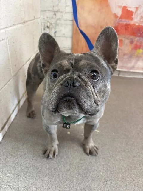 A young small-sized male French Bulldog dog named Zaza for adoption in San Bernardino, CA