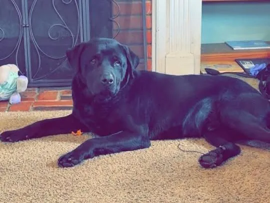 Apollo