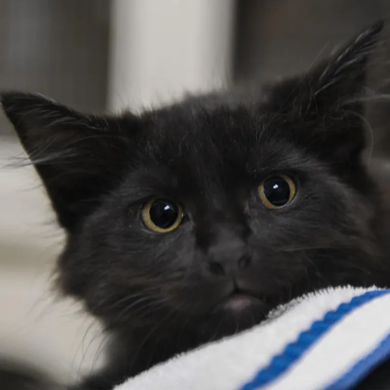 A baby small-sized male Black Domestic Short Hair cat named Jason for adoption in Redwood City, CA