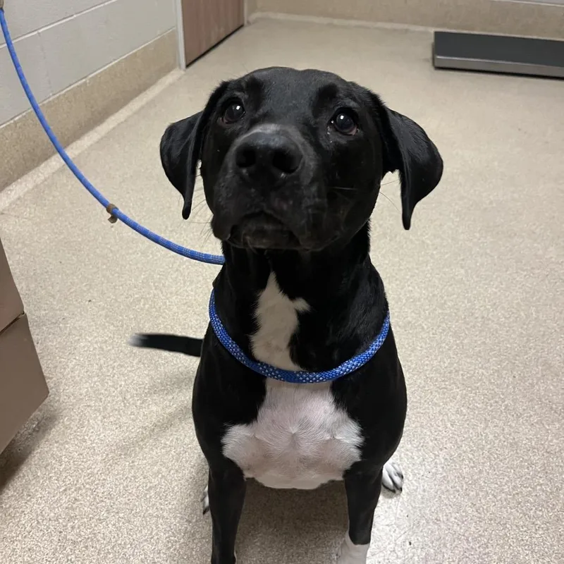 An adult medium-sized female Black Labrador Retriever dog named Beyla for adoption in Bristol, IN