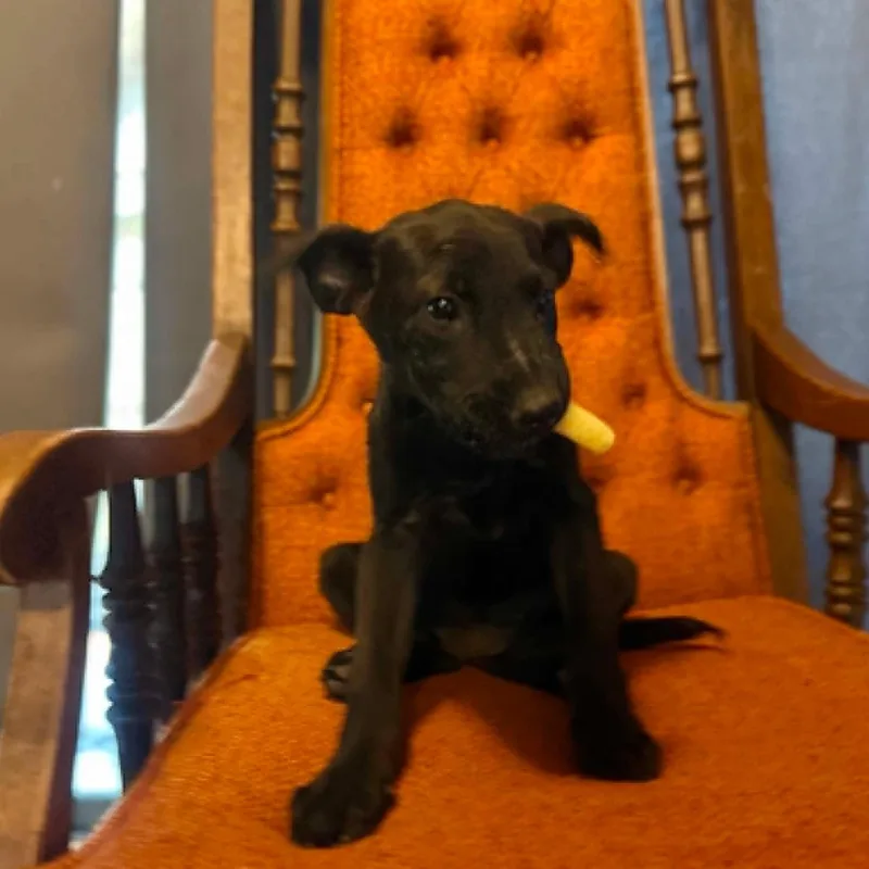 A baby medium-sized female Black Mixed Breed dog named Belle for adoption in Paramus, NJ