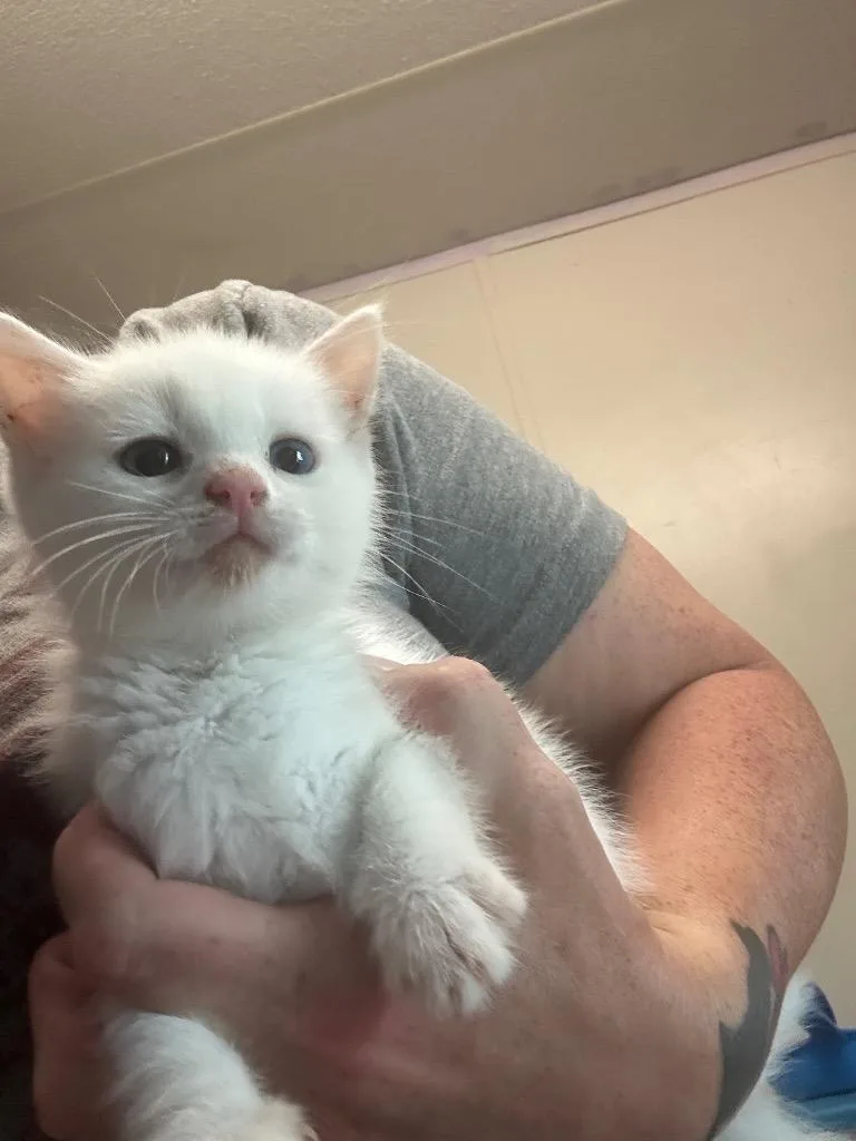 A baby small-sized female Domestic Short Hair cat named Marshmallow for adoption in Pine Grove, PA
