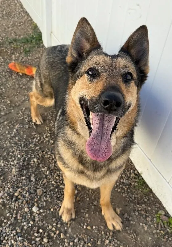 Daisy