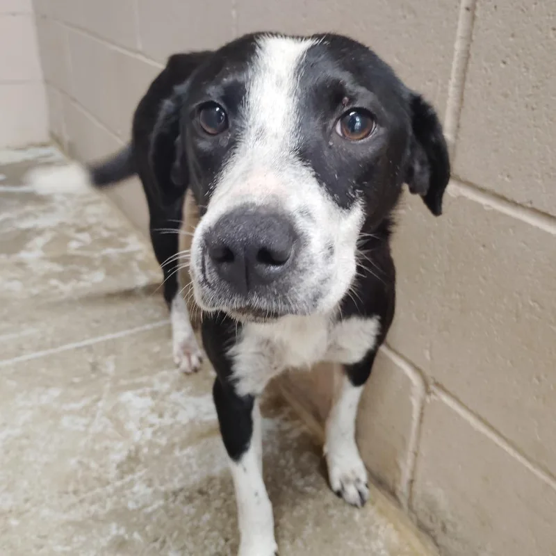 A baby medium-sized male Black Australian Cattle Dog / Blue Heeler dog named Gregory for adoption in Valley, AL