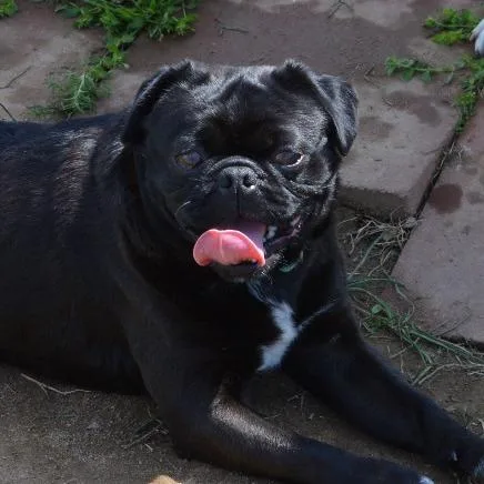 An adult small-sized male Black Pug dog named Max for adoption in Camden, DE