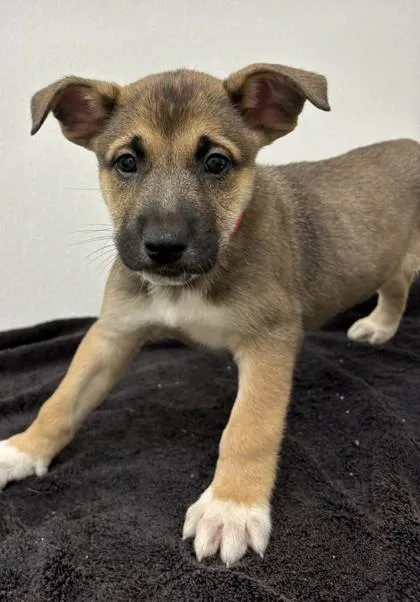 A young large-sized male Shepherd dog named Adelie for adoption in Phoenix, AZ