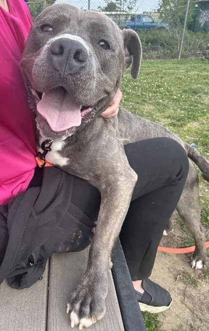 An adult large-sized male Mixed Breed dog named Whitaker for adoption in West Chester, PA