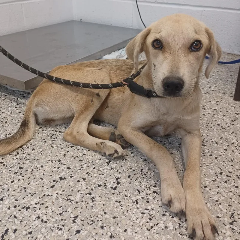 A young medium-sized female Yellow / Tan / Blond / Fawn Labrador Retriever dog named Honeybun for adoption in Hattiesburg, MS