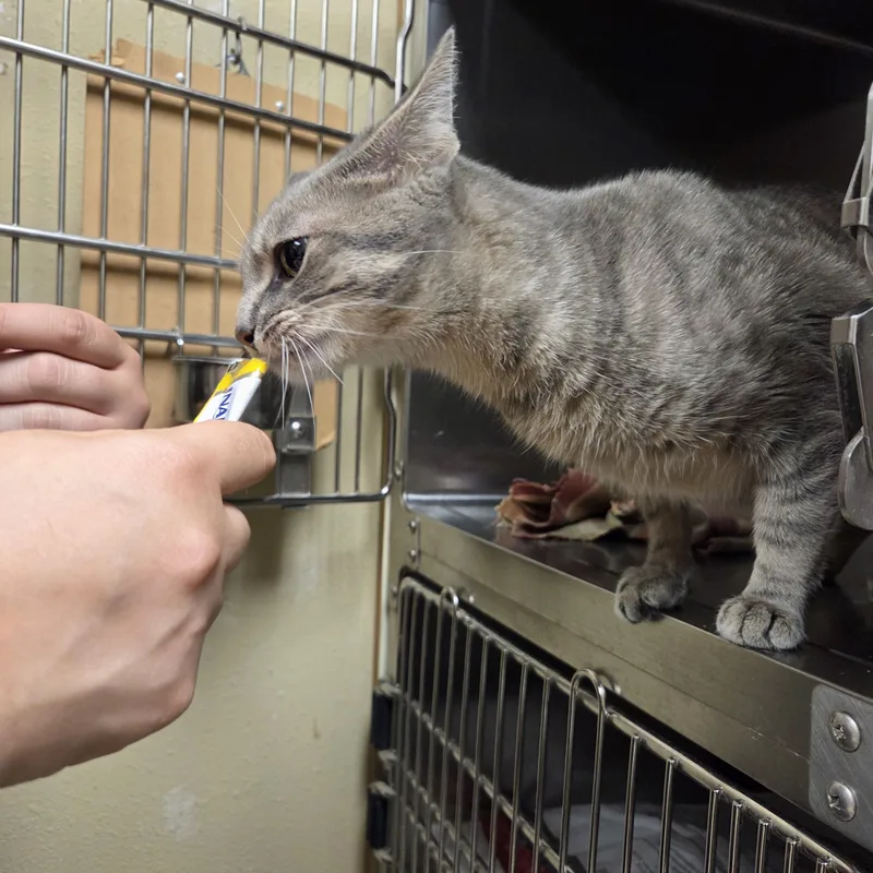A young medium-sized female Tabby (Gray / Blue / Silver) Domestic Short Hair cat named Deebo for adoption in Worcester, MA