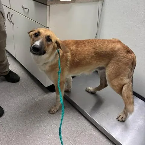 An adult medium-sized female Yellow / Tan / Blond / Fawn Mixed Breed dog named Catness for adoption in Leander, TX