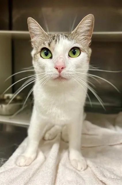 A young small-sized female Domestic Short Hair cat named Sera for adoption in York, SC