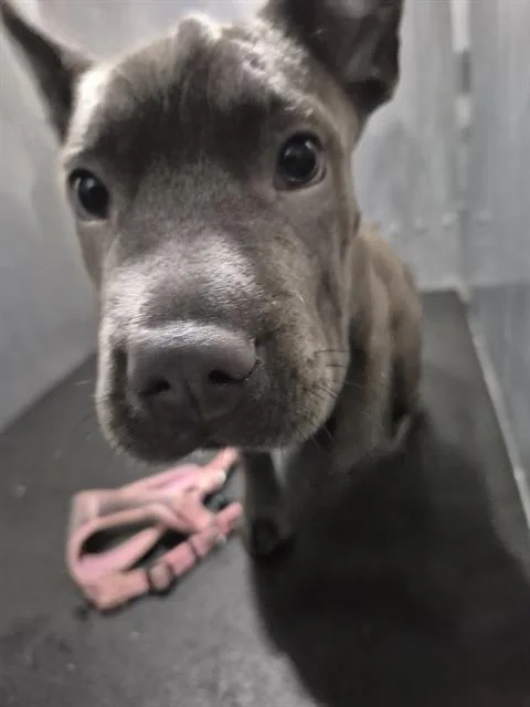 A young medium-sized female American Staffordshire Terrier dog named A for adoption in San Antonio, TX