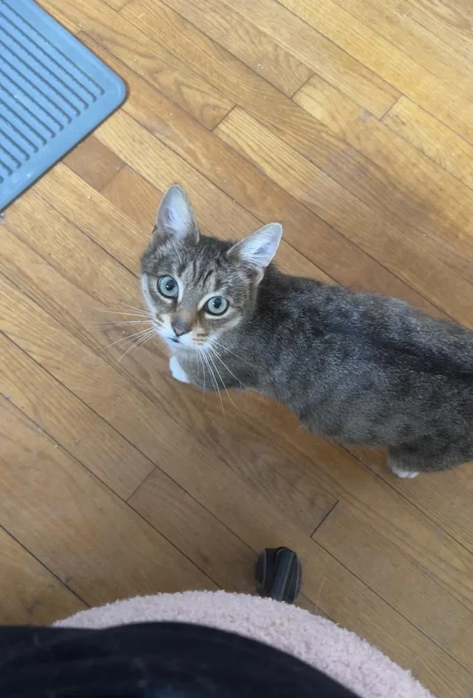 An adult small-sized female Brown / Chocolate Domestic Short Hair cat named Elsa for adoption in Mooresville, NC