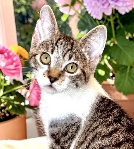 A baby small-sized female Buff & White Tabby cat named Tilly for adoption in Perry, IA