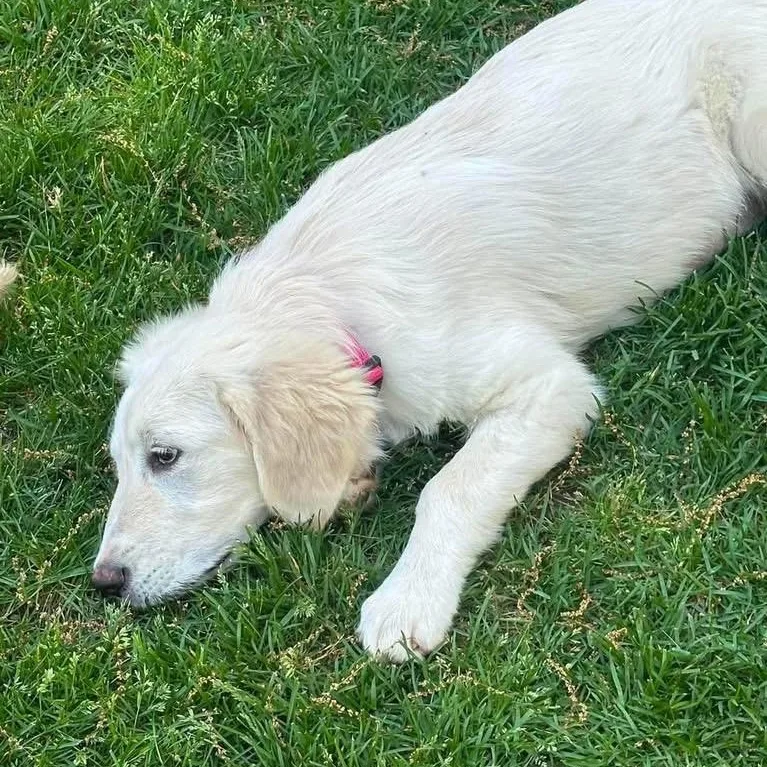 A baby large-sized female White / Cream Golden Retriever dog named Fig for adoption in Yaphank, NY