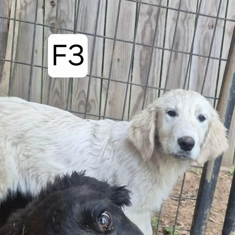 Fig thumbnail 4
