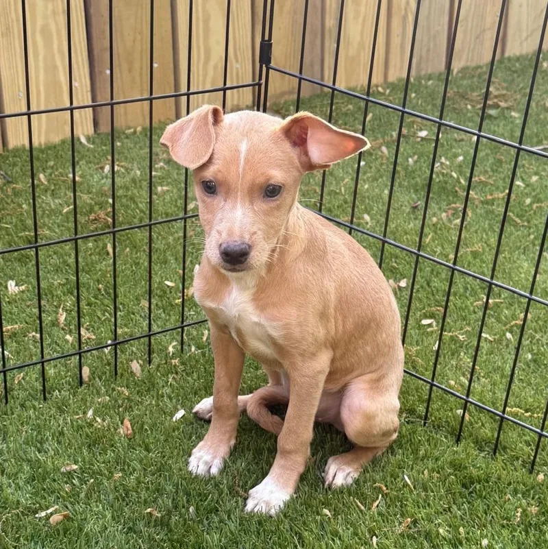 A baby small-sized female Apricot / Beige Labrador Retriever dog named Nina for adoption in New York, NY