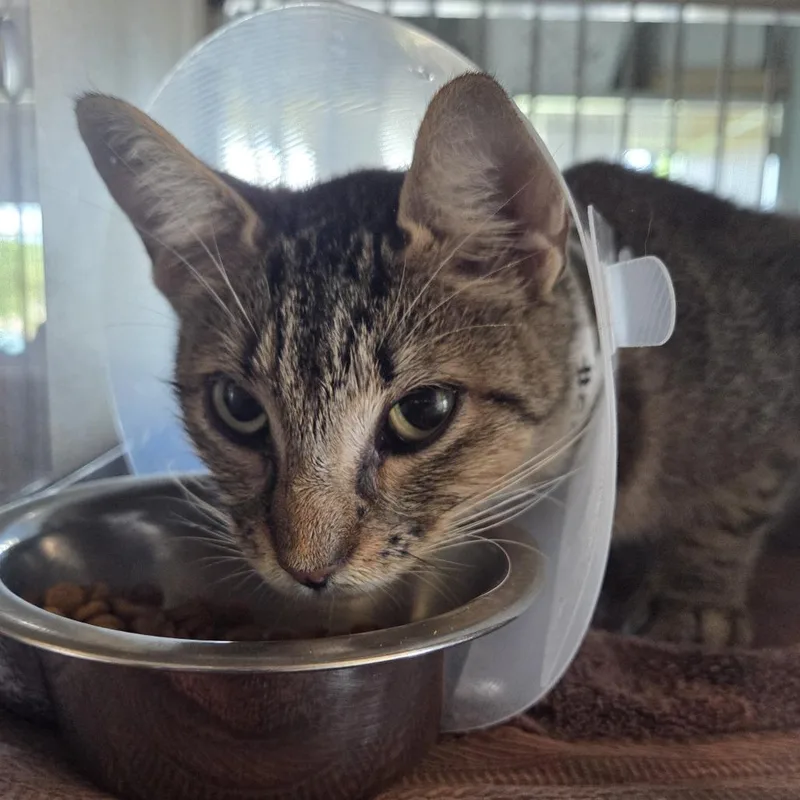 An adult medium-sized female Brown / Chocolate Domestic Short Hair cat named Juno for adoption in Leander, TX
