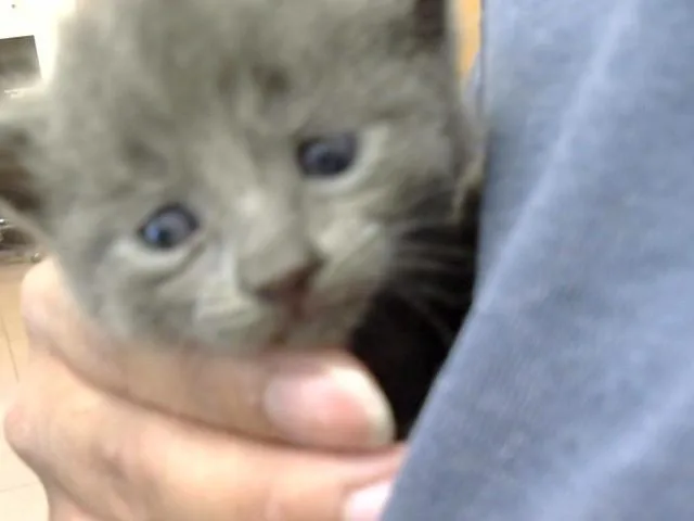 A baby small-sized female Domestic Short Hair cat named A for adoption in Naples, FL